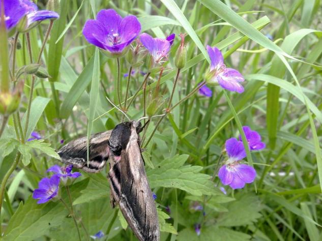 hawk-moth_on_cranesbill_1